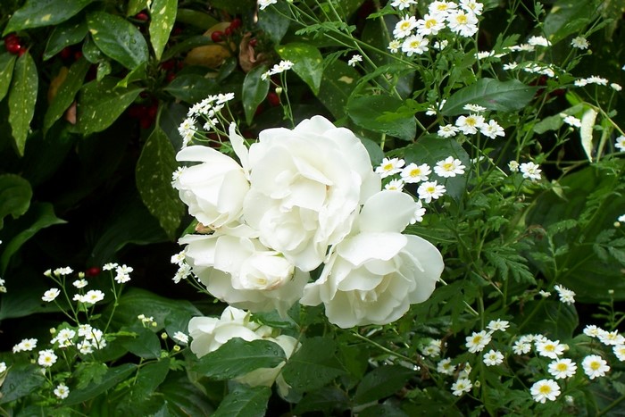 White roses and small white flowers in a garden