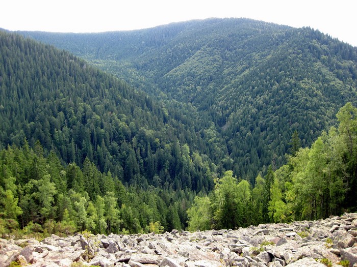 Rocky mountain slope covered in dense evergreen forest