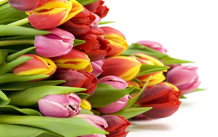 Bouquet of colorful tulips