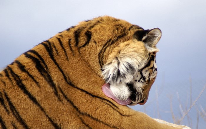 Tiger licking its paw