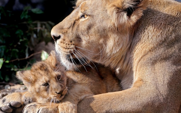 Lioness and cub resting in sunlight
