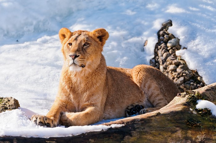 Lioness lying in the snow