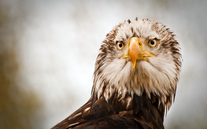 Bald eagle looking directly at the camera