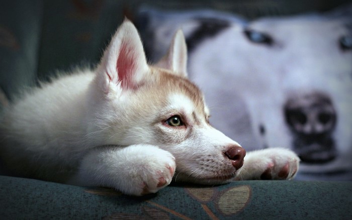 Dogs Husky Puppy