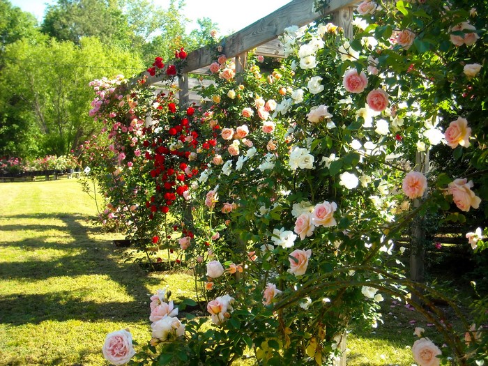 Roses climbing on a wooden pergola