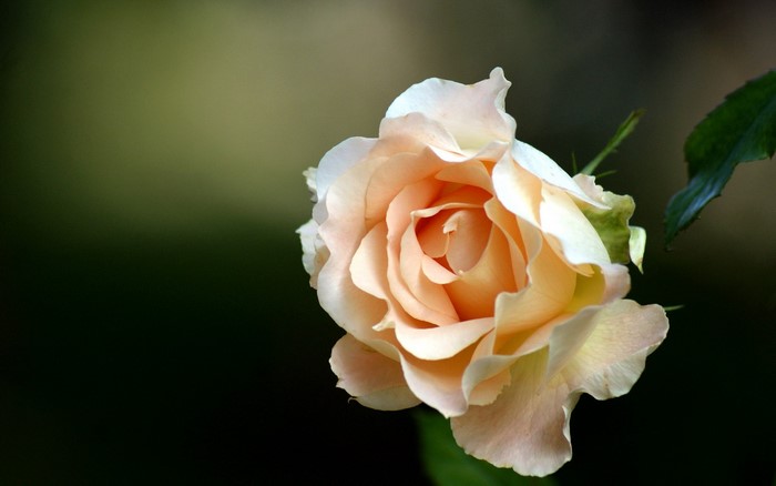 Close-up of a peach-colored rose