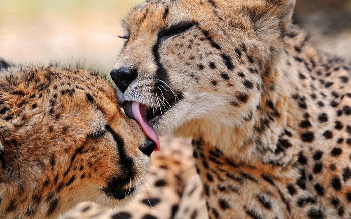 Two cheetahs grooming each other