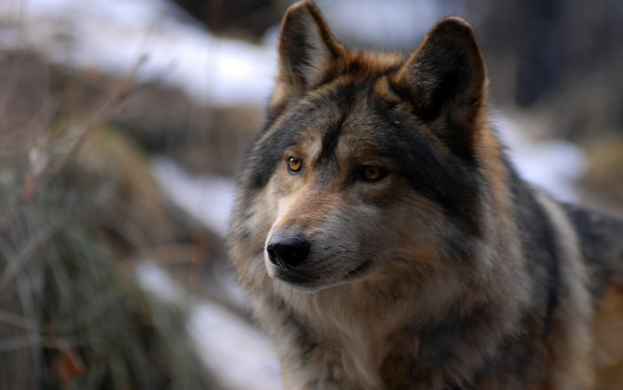 Close-up of a wolf's face in a forest