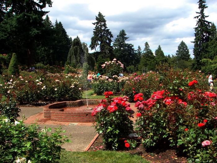 Rose garden with fountain and trees