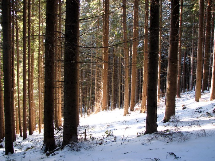 Snowy forest with tall pine trees