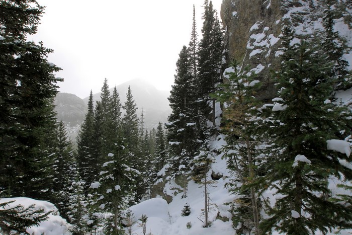 Snowy forest with rocky cliff in Rocky Mountain National Park