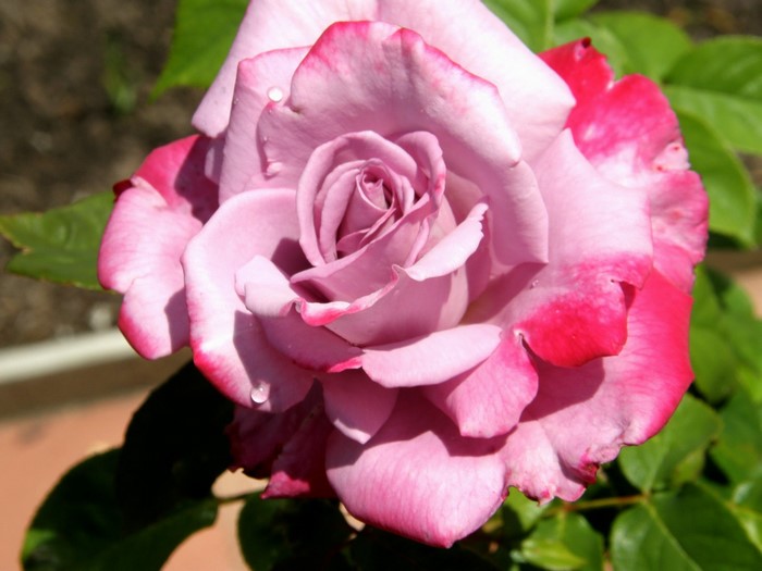 Pink and purple rose with water droplets