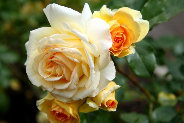 Yellow and orange roses on a branch
