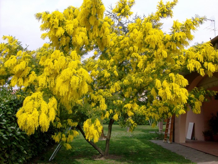 Tree with yellow flowers