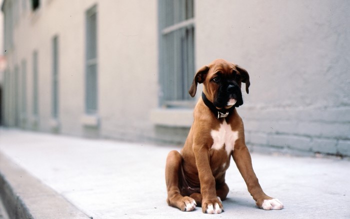 Brown Boxer puppy sitting on sidewalk