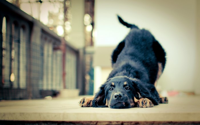 Black and tan puppy lying down on floor