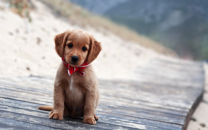 Golden Retriever puppy wearing a red bandana on a boardwalk