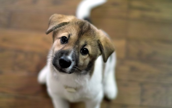 Puppy looking up with head tilted
