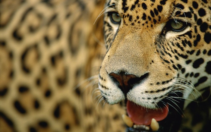 Close-up of a Jaguar's face with mouth open
