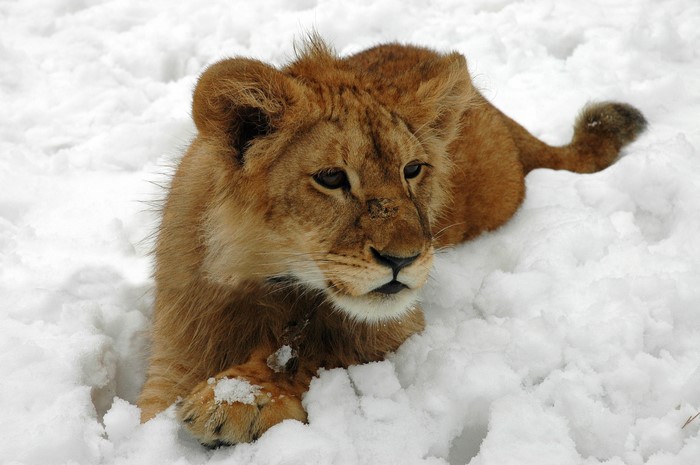 Lion cub lying in the snow