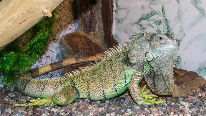 Green Iguana on a rocky substrate