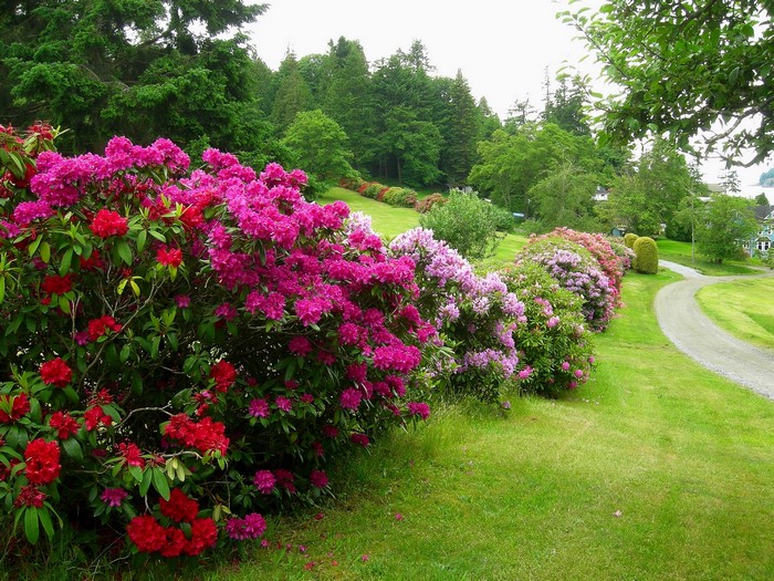 Rhododendrons in bloom along a gravel path