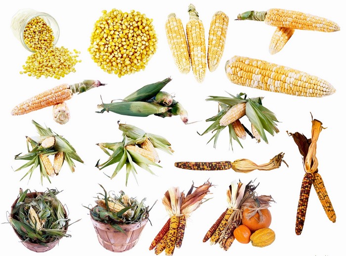 Various corn ears and kernels