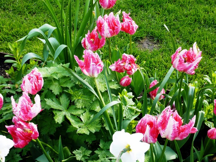 Pink and white parrot tulips in a garden
