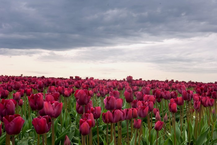Field of Red Tulips Under Cloudy Sky