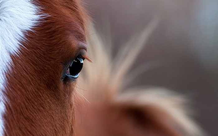 Close-up of a horse's eye
