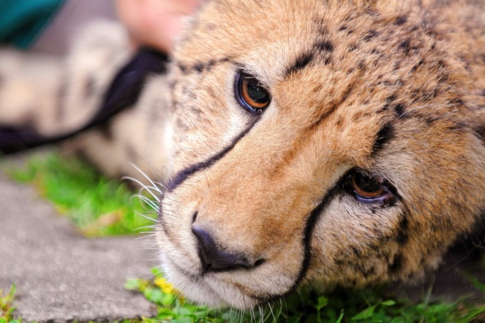 Close-up of a cheetah's face lying down