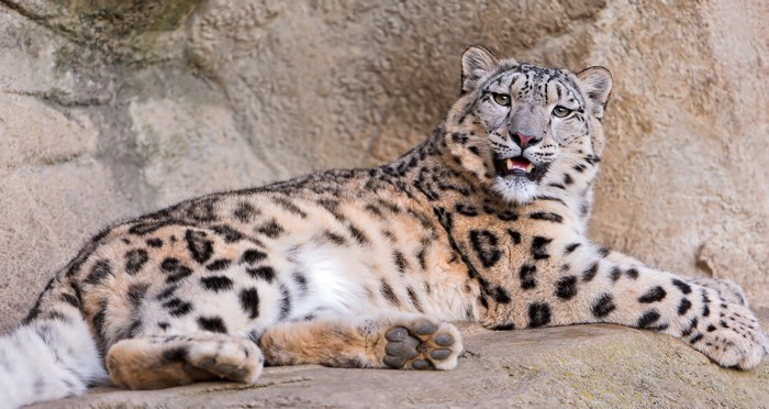 Snow leopard lying on rocks