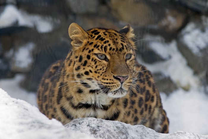 Leopard in the snow