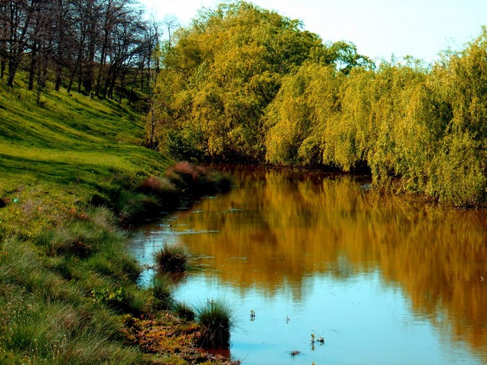 Riverbank with trees and reflections
