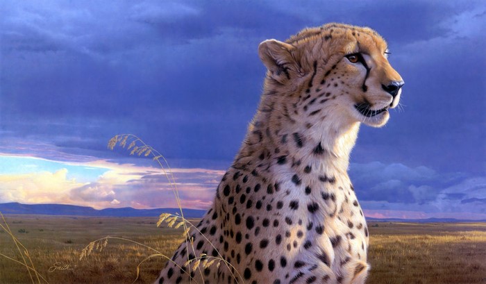 Cheetah in a savanna landscape at sunset