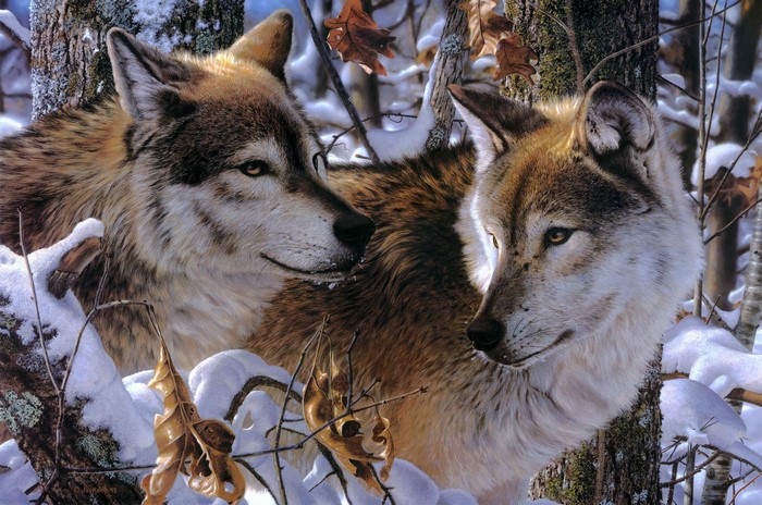 Two wolves in a snowy forest