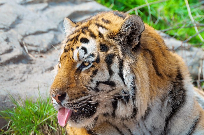 Tiger sticking its tongue out