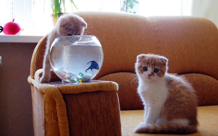 Two Scottish Fold kittens looking at a fishbowl