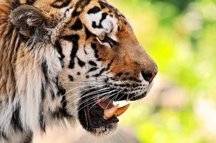 Tiger showing its teeth