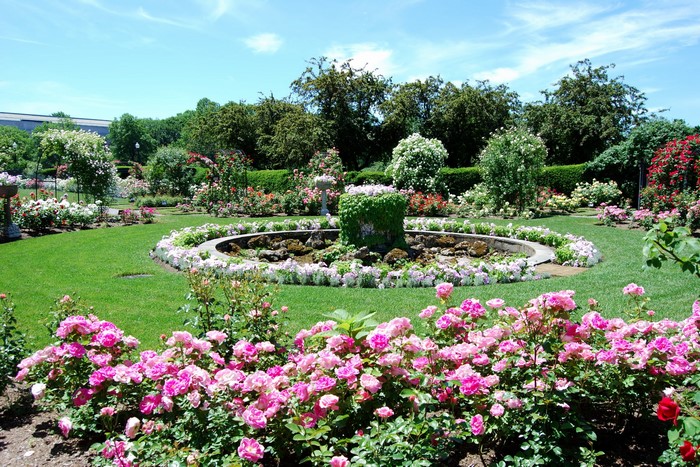 Rose Garden with Fountain in Boston, USA