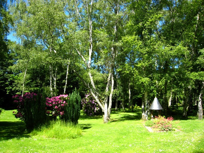 Park with birch trees and flowers