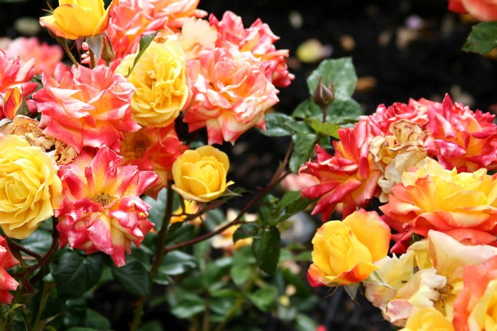 A cluster of bi-colored roses in shades of yellow, pink, and red.