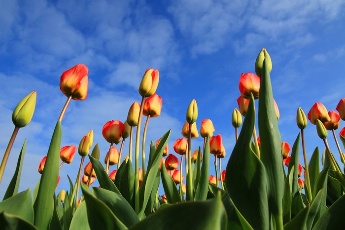 Field of Red and Yellow Tulips Under a Blue Sky