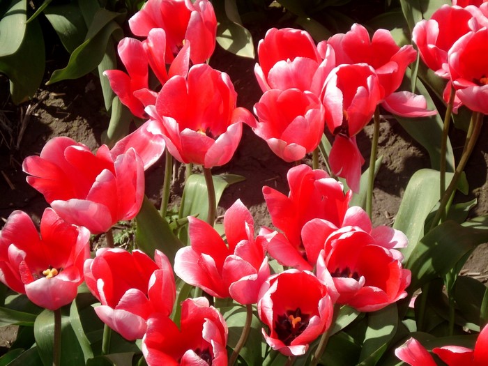 Red and white tulips in bloom