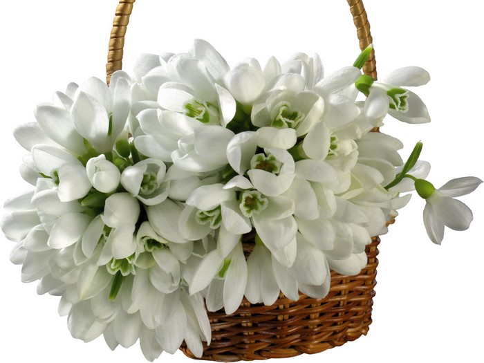 Basket of white snowdrops