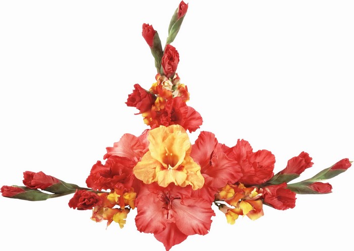 Red and yellow gladiolus flowers arrangement