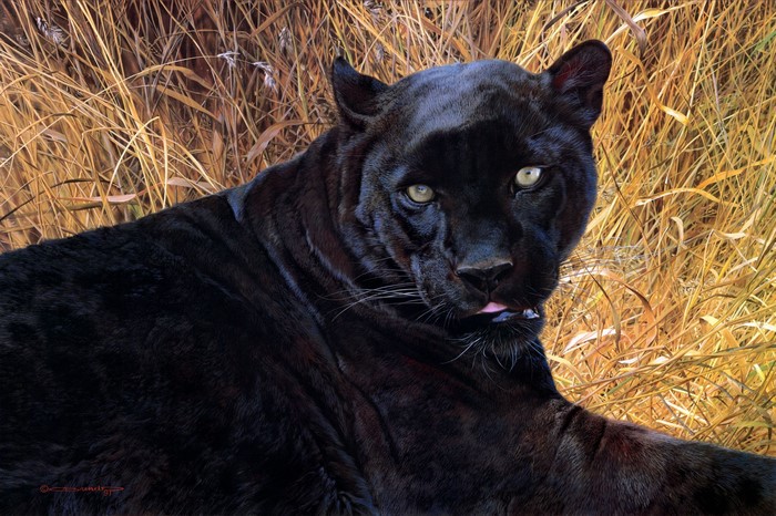 Black Panther in dry grass