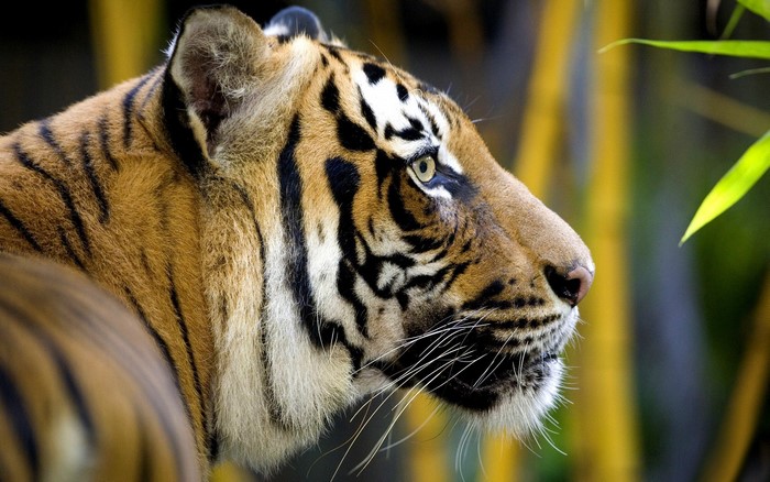 Tiger in a bamboo forest