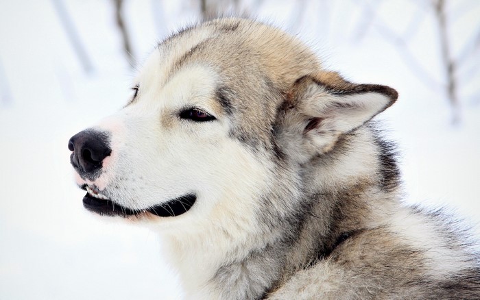 Alaskan Malamute dog in the snow