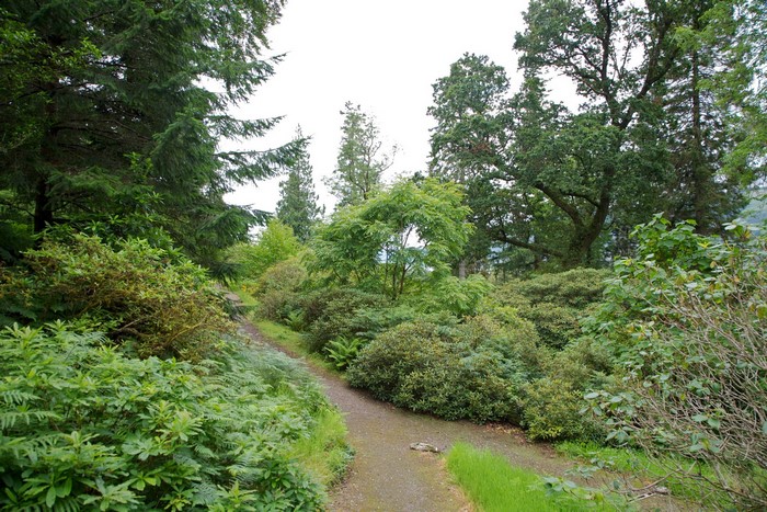 A winding path through a dense forest with lush greenery
